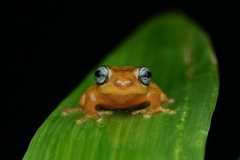 Raorchestes uthamani