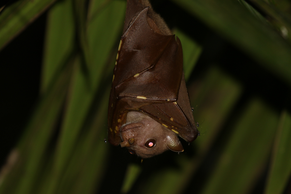 Common Tube-Nosed Fruit Bat