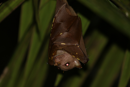Common Tube-nosed Fruit Bat (Nyctimene albiventer) — Least Concern Mammalia