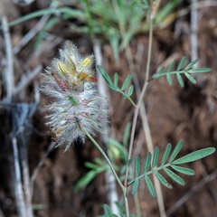 Dalea brachystachya