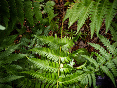 Dryopteris clintoniana