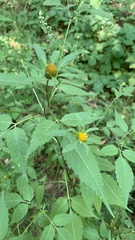 Bidens frondosa