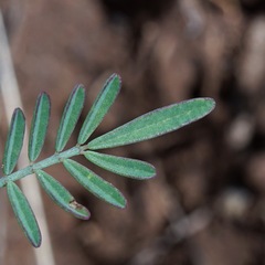 Dalea brachystachya