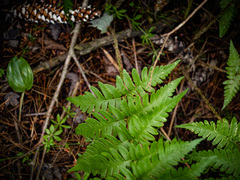 Dryopteris clintoniana
