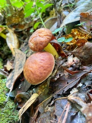Retiboletus ornatipes