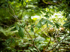 Dirca palustris