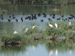 Ardea cinerea cinerea