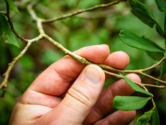 Dirca palustris