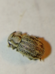 Centricnemus leucogrammus