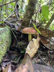 Retiboletus ornatipes