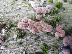Hypoxylaceae