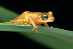 Raorchestes uthamani