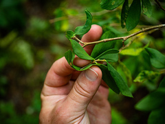 Dirca palustris