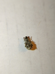 Centricnemus leucogrammus