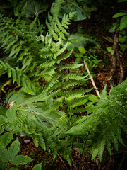 Dryopteris clintoniana