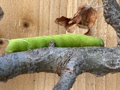 Smerinthus ocellata