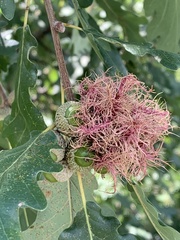 Andricus caputmedusae