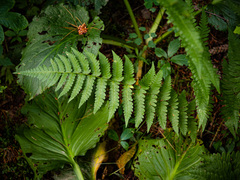 Dryopteris clintoniana