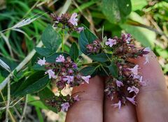 Origanum vulgare