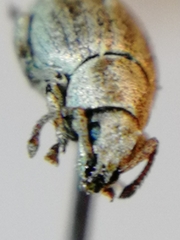 Centricnemus leucogrammus