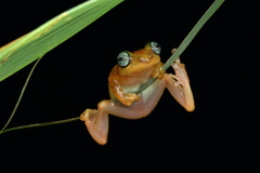 Raorchestes uthamani