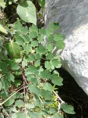 Thalictrum minus
