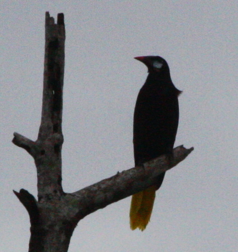 Psarocolius montezuma