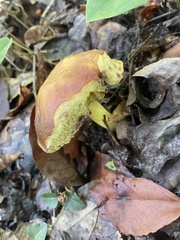 Retiboletus ornatipes