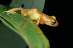Raorchestes uthamani