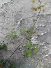 Thalictrum minus