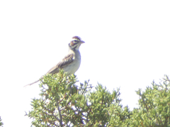 Chondestes grammacus