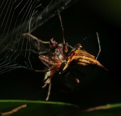 Micrathena acuta