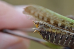 Decticus verrucivorus