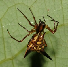 Micrathena acuta
