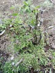 Aloysia gratissima