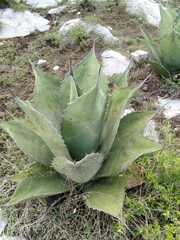 Agave