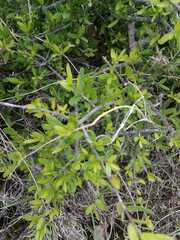 Aloysia gratissima
