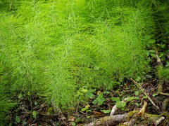 Equisetum sylvaticum