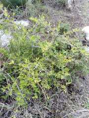 Aloysia gratissima