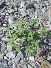 Xanthium orientale riparium