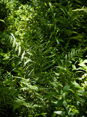 Dryopteris clintoniana