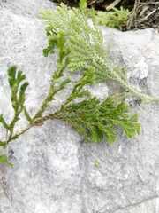 Selaginella