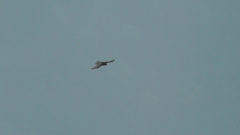 Pyrrhocorax graculus