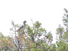 Chondestes grammacus