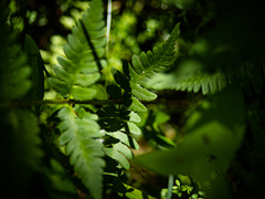 Dryopteris clintoniana