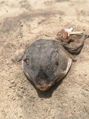 Sphoeroides annulatus