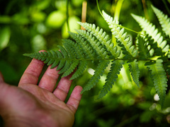 Dryopteris clintoniana