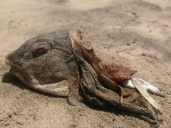 Sphoeroides annulatus