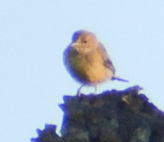 Piranga rubra