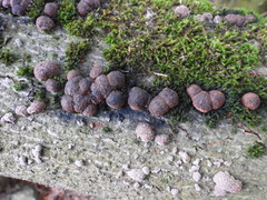 Hypoxylaceae